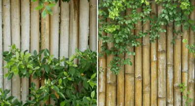 Bamboo Fencing