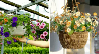 Hanging Gardens