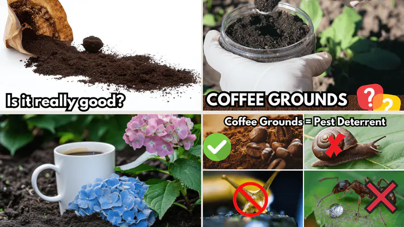 How to Use, Dangers & Benefits of Coffee Grounds in the Garden (Widely used, should you?)