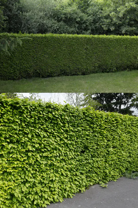 Living Fences hedge privacy