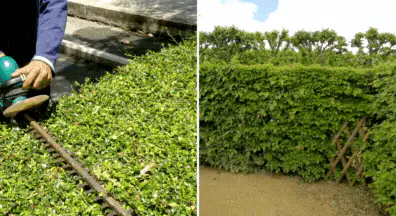 Living Fences privacy regular care