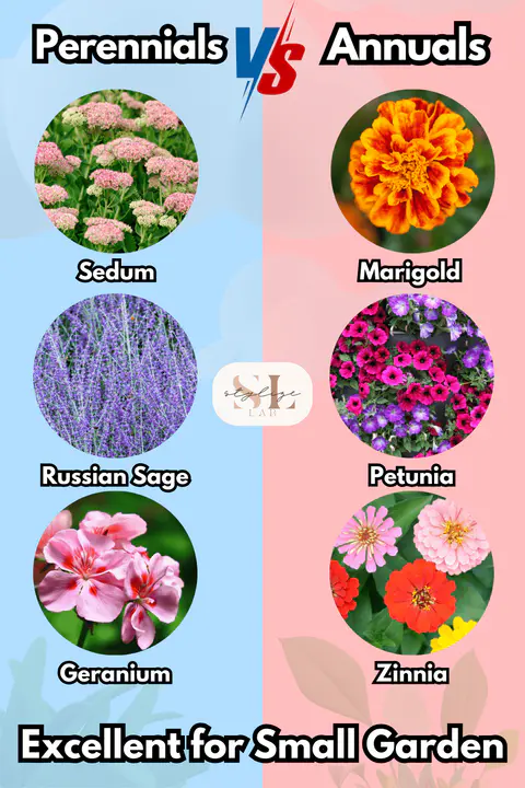 Perennials vs Annuals