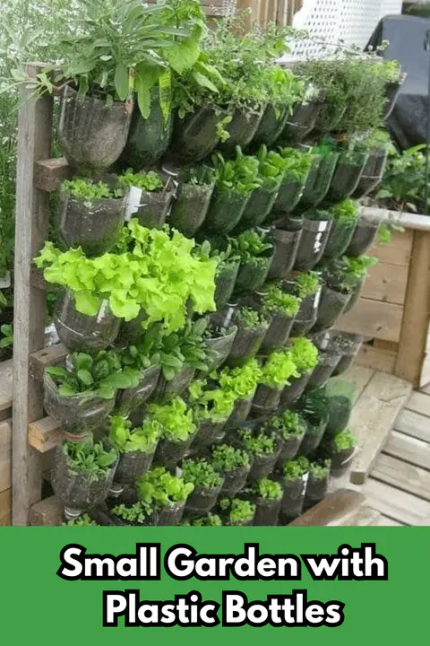 Small Garden with Plastic Bottles