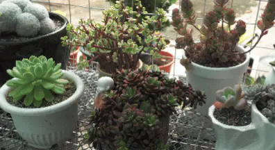 Succulent Garden
