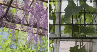 Trellises garden