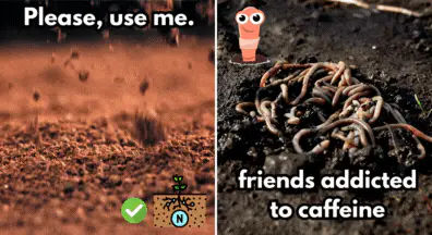 coffee ground rich nitrogen and good to attract earthworms