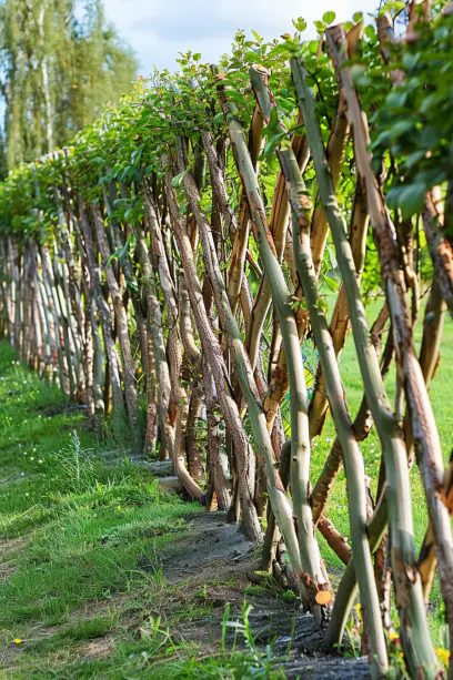 living wall privacy fence