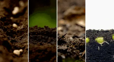 seeds growing will be cheaper tha full