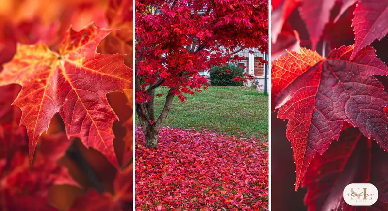 Close up Versatile Red Maple Tree