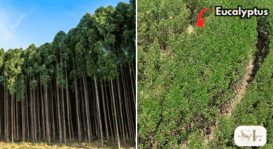 Eucalyptus tree for timber