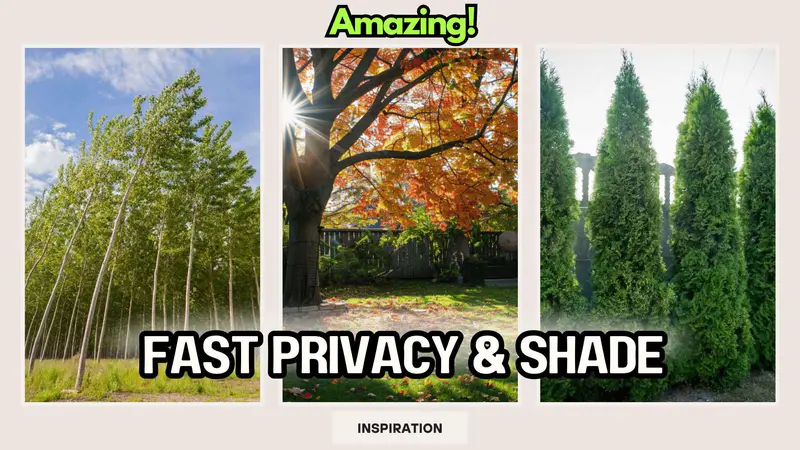 Top 8 Best Fast Growing Trees (Privacy, Growth Rate + Gorgeous Shade Nature Solutions)