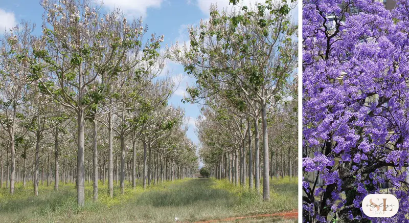 Paulownia tree