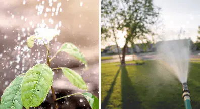 Watering Tree