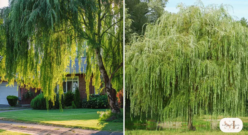 Weeping Willow fast tree