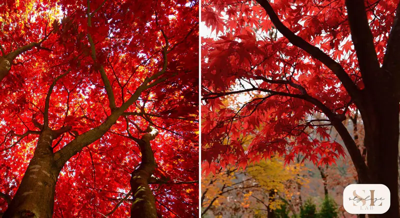 red maple tree, ornamental gorgeous