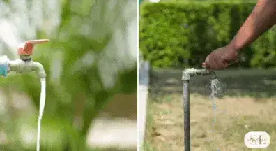 Water flowing from a garden faucet with greenery in the background, Hand turning a pipe faucet with water streaming out in a garden setting